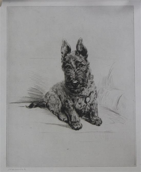Lucy Dawson (-1954) Hamish, a Scottish Terrier, overall 16.5 x 11in., unframed